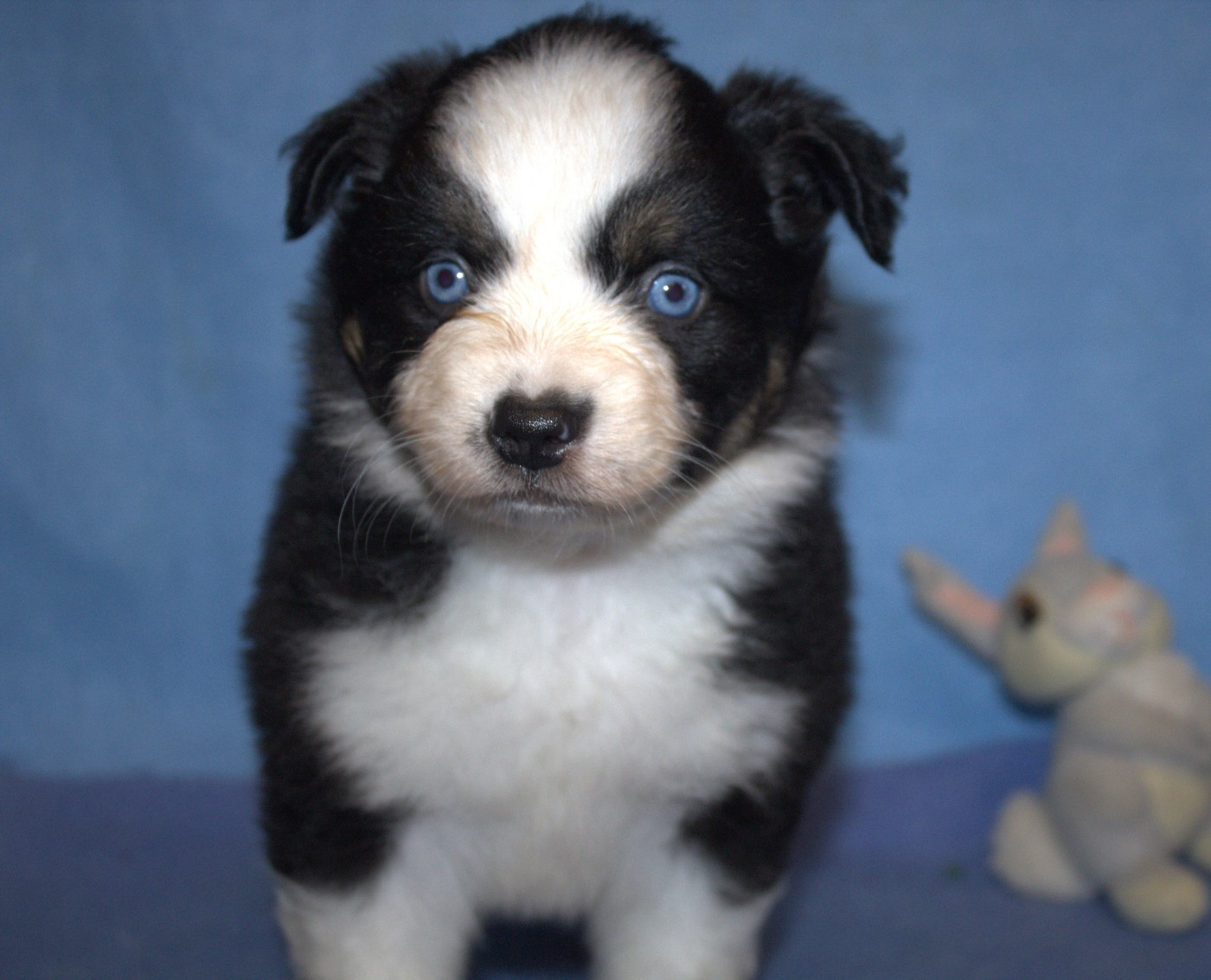 Du normont - Chiots disponibles - Berger Américain Miniature 