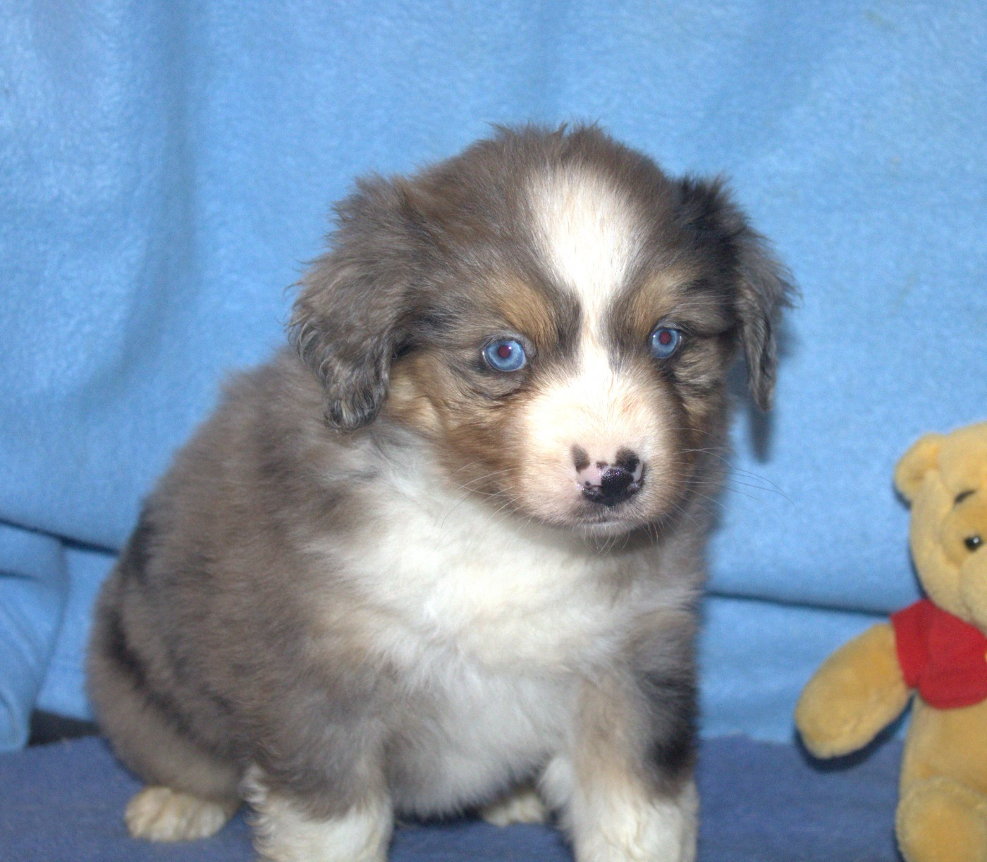 Du normont - Chiots disponibles - Berger Américain Miniature 