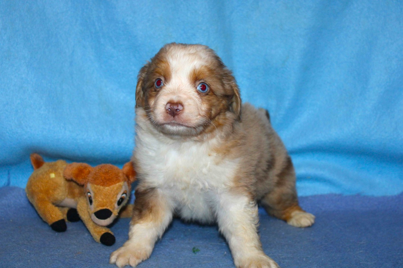 Du normont - Chiots disponibles - Berger Américain Miniature 