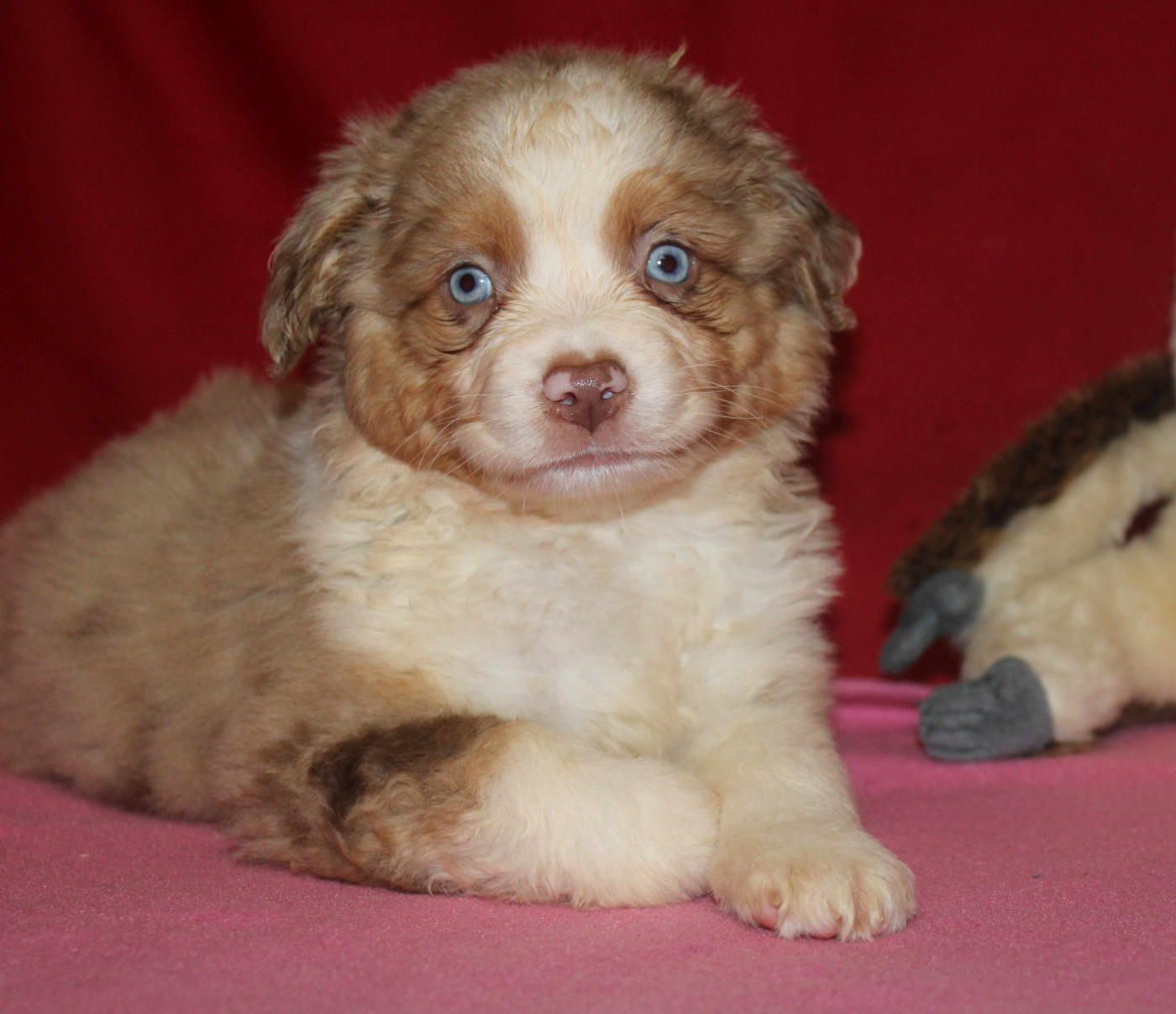 Du normont - Chiots disponibles - Berger Américain Miniature 