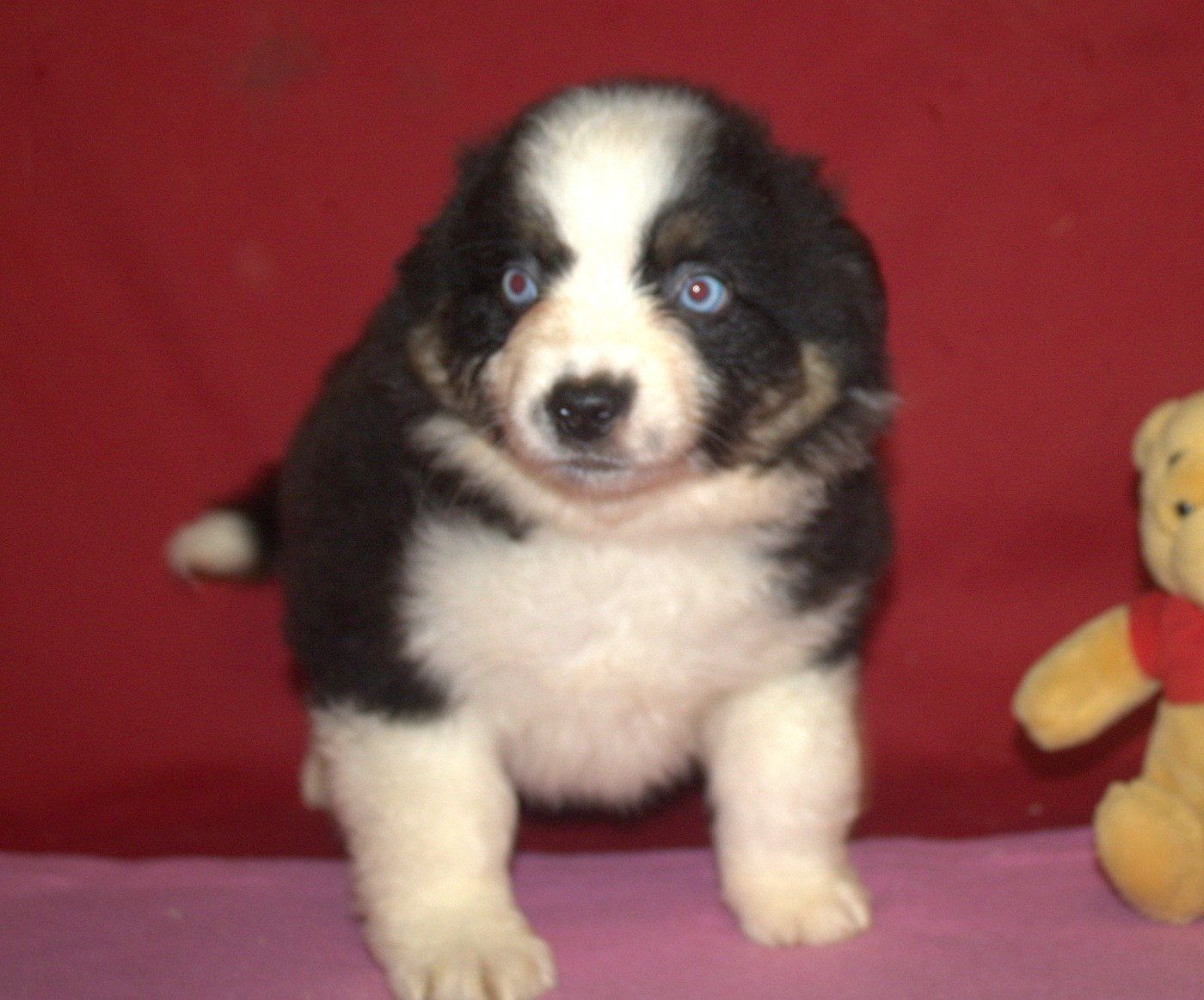 Du normont - Chiots disponibles - Berger Américain Miniature 