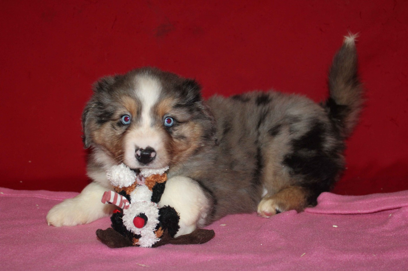 Du normont - Chiots disponibles - Berger Américain Miniature 