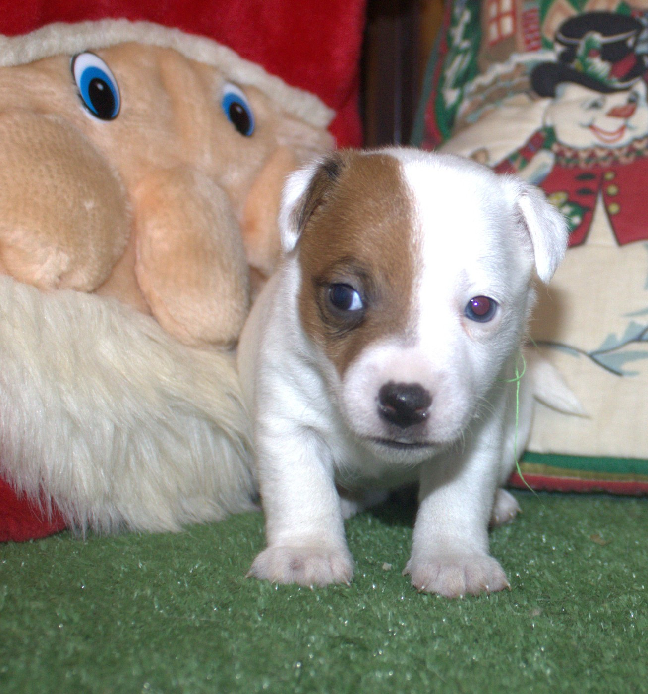 Du normont - Chiots disponibles - Jack Russell Terrier