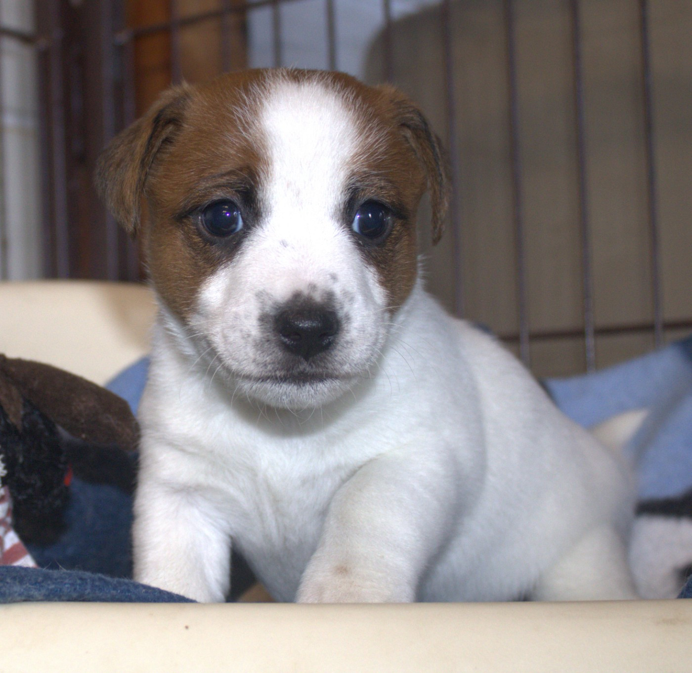 Du normont - Chiots disponibles - Jack Russell Terrier