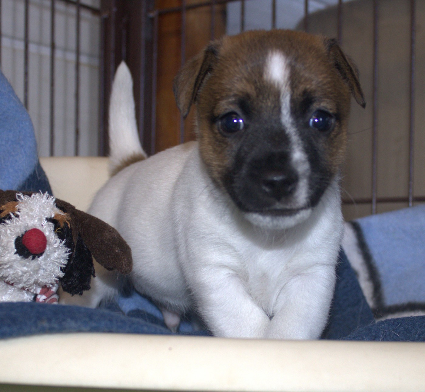Du normont - Chiots disponibles - Jack Russell Terrier