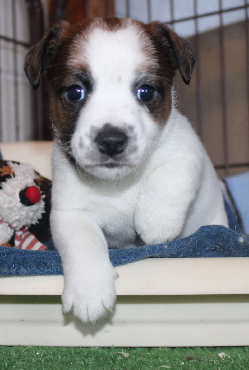 Du normont - Chiots disponibles - Jack Russell Terrier