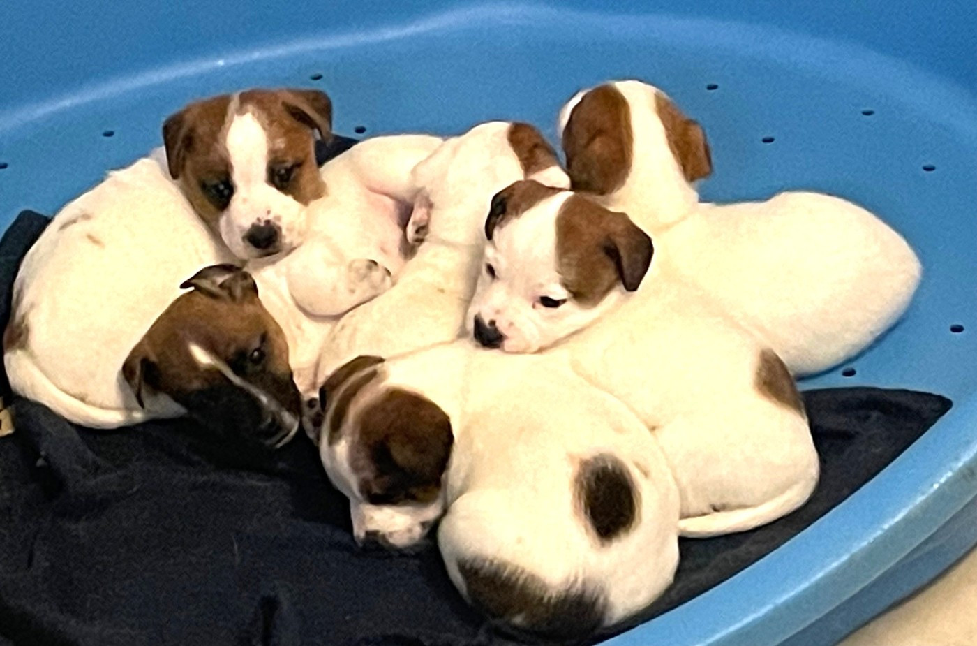 Chiot Jack Russell Terrier Du normont