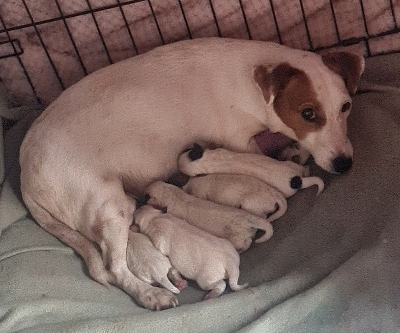 Chiot Jack Russell Terrier Du normont