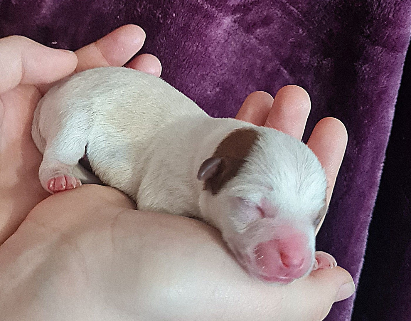Du normont - Chiots disponibles - Jack Russell Terrier