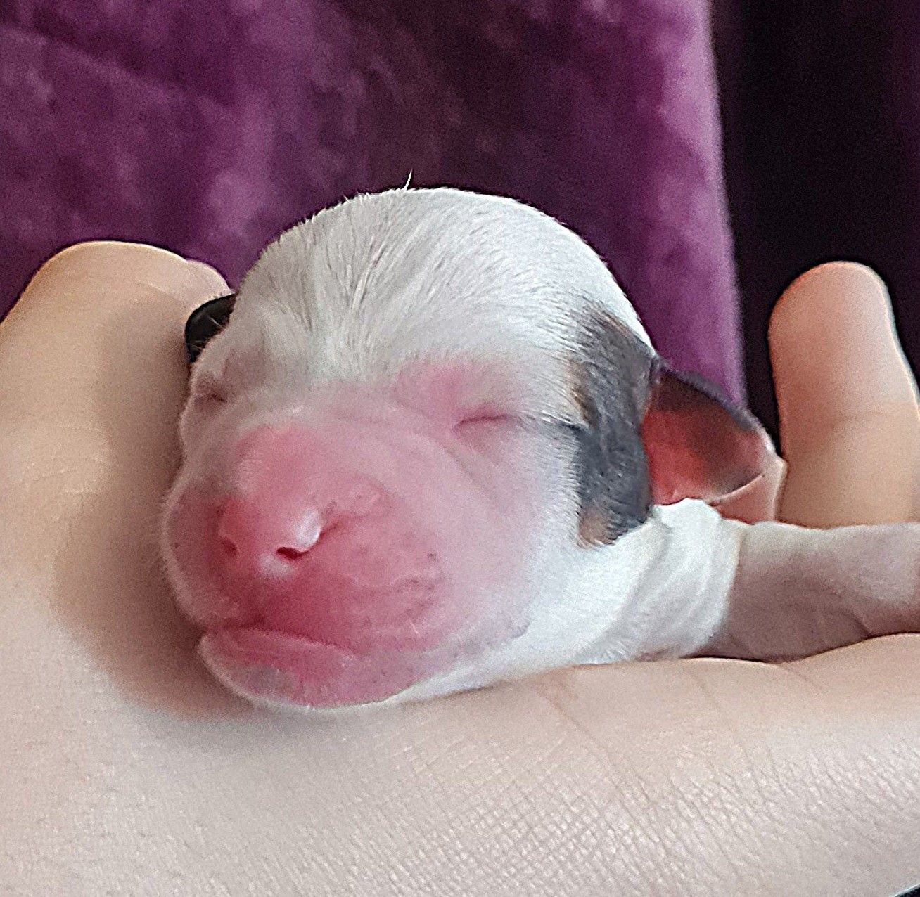 Du normont - Chiots disponibles - Jack Russell Terrier