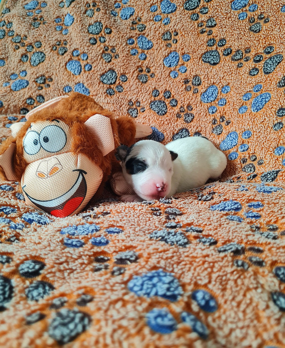 Du normont - Chiots disponibles - Jack Russell Terrier