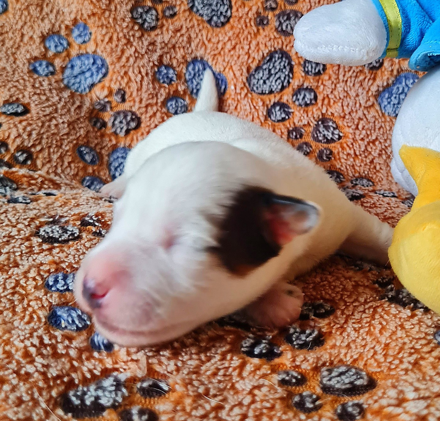 Du normont - Chiots disponibles - Jack Russell Terrier