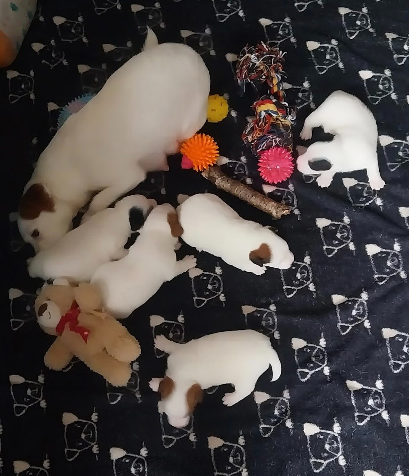 Du normont - Jack Russell Terrier - Portée née le 24/01/2026