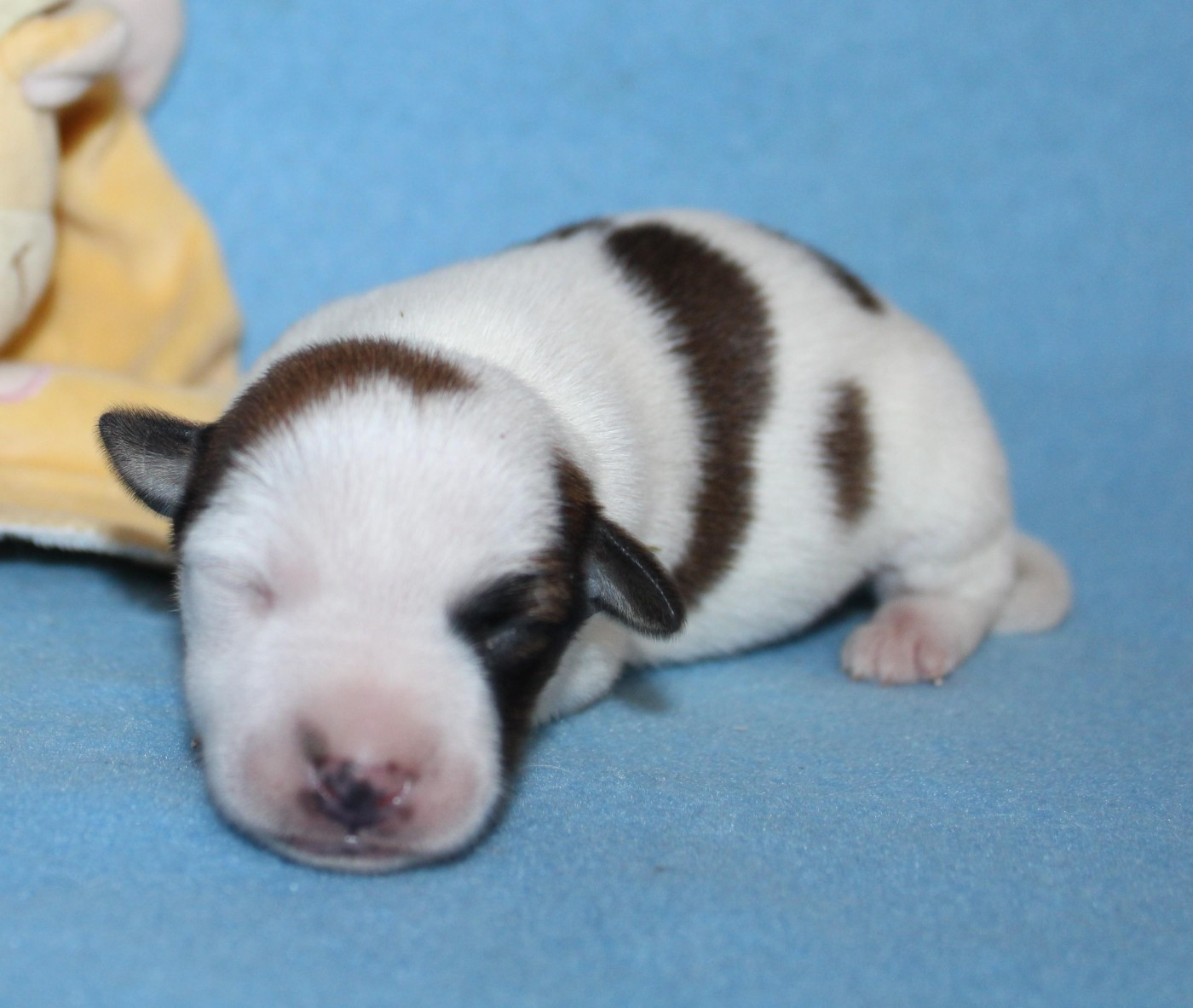 Du normont - Chiots disponibles - Jack Russell Terrier