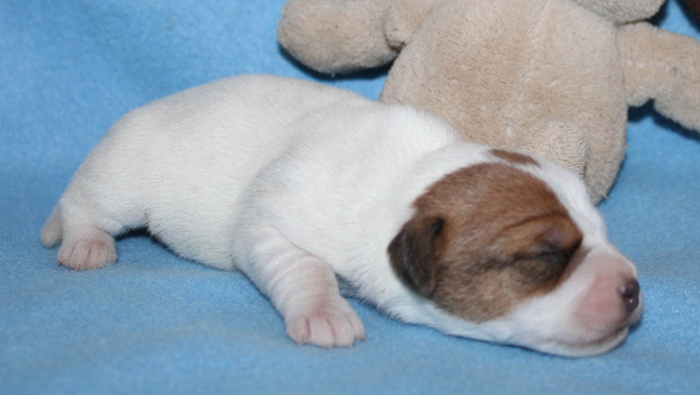 Du normont - Chiots disponibles - Jack Russell Terrier