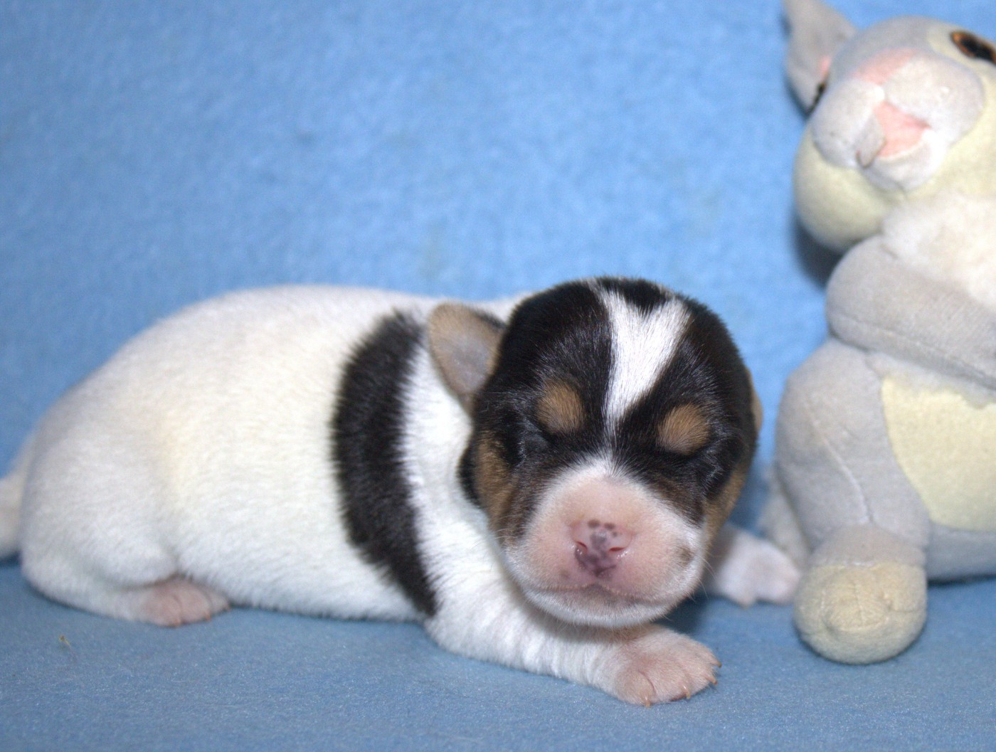 Du normont - Chiots disponibles - Jack Russell Terrier