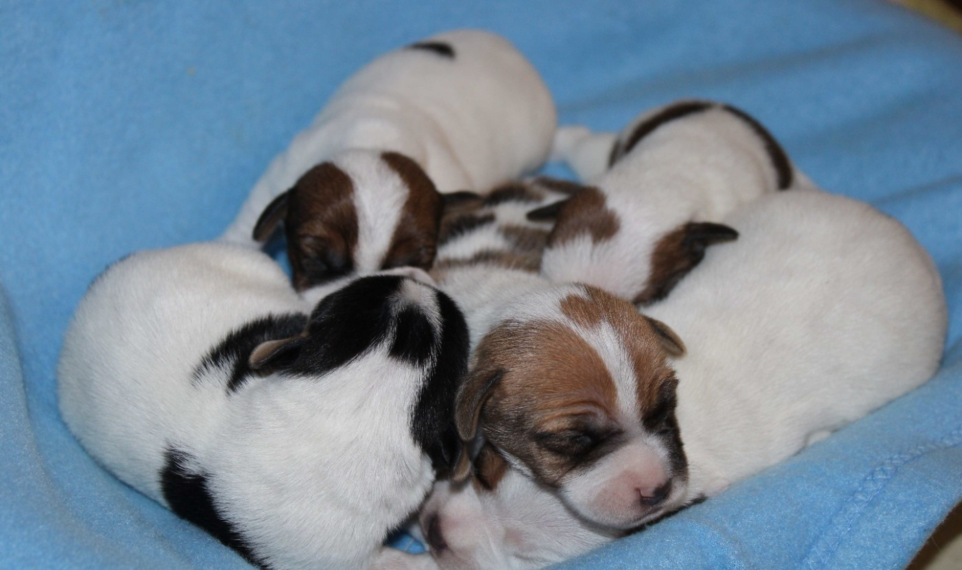 Chiot Jack Russell Terrier Du normont