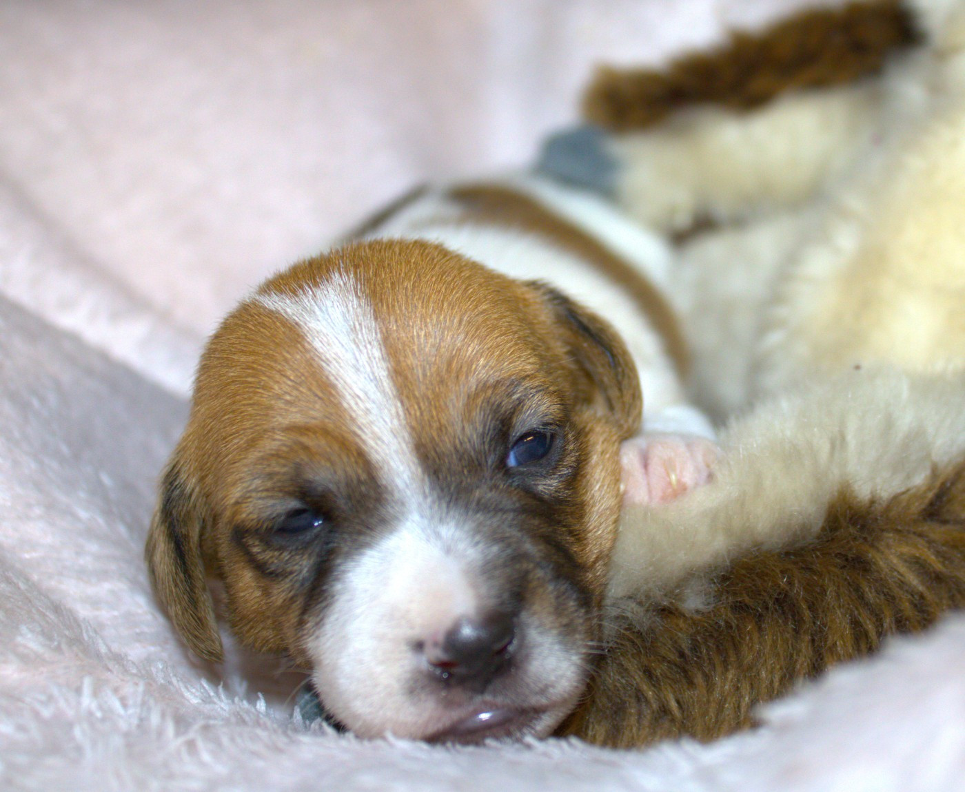 Du normont - Chiots disponibles - Jack Russell Terrier