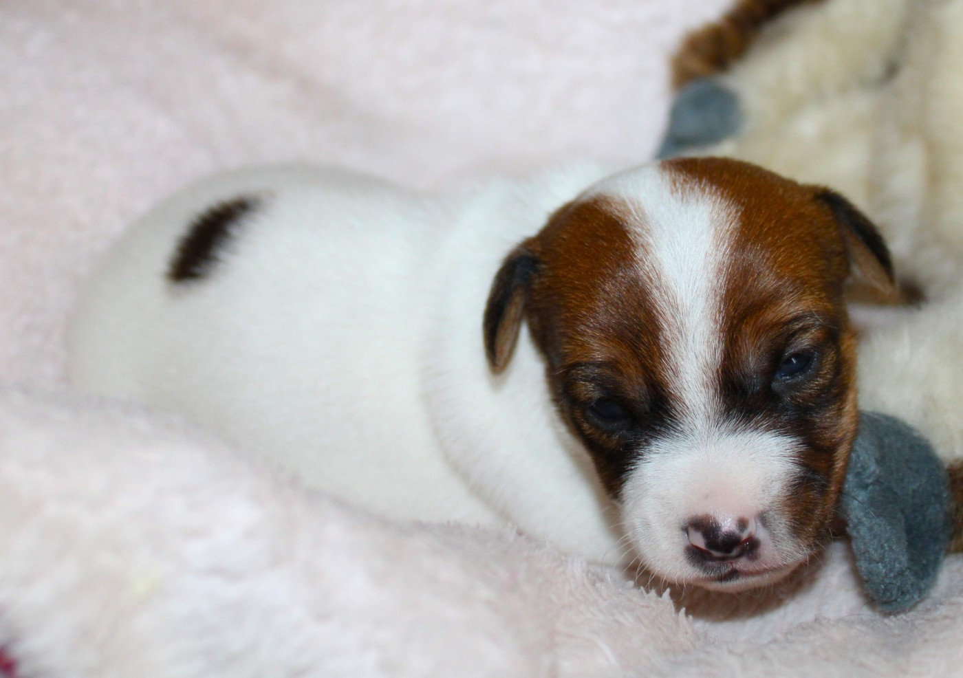 Du normont - Chiots disponibles - Jack Russell Terrier