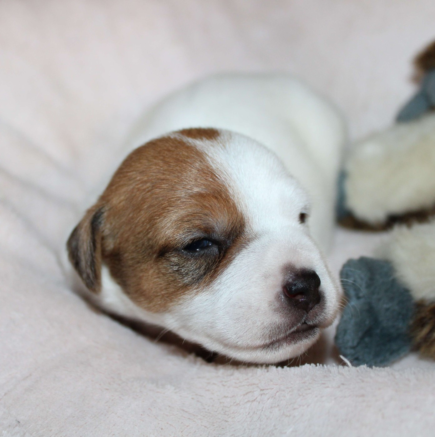 Du normont - Chiots disponibles - Jack Russell Terrier