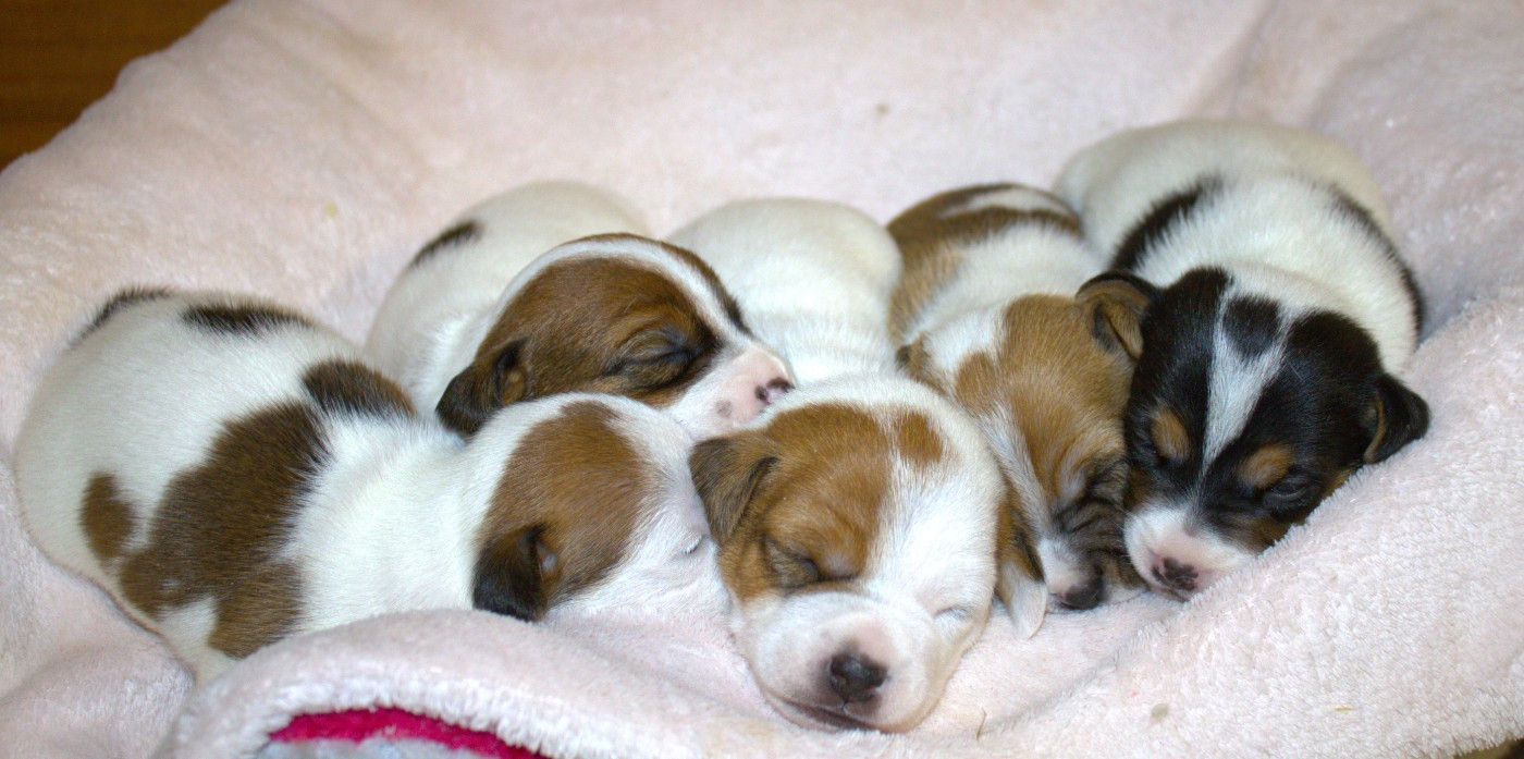 Du normont - Jack Russell Terrier - Portée née le 12/02/2026