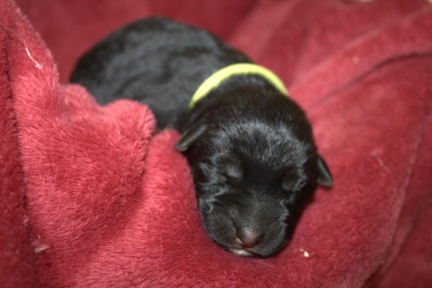 Du normont - Chiots disponibles - Berger Allemand