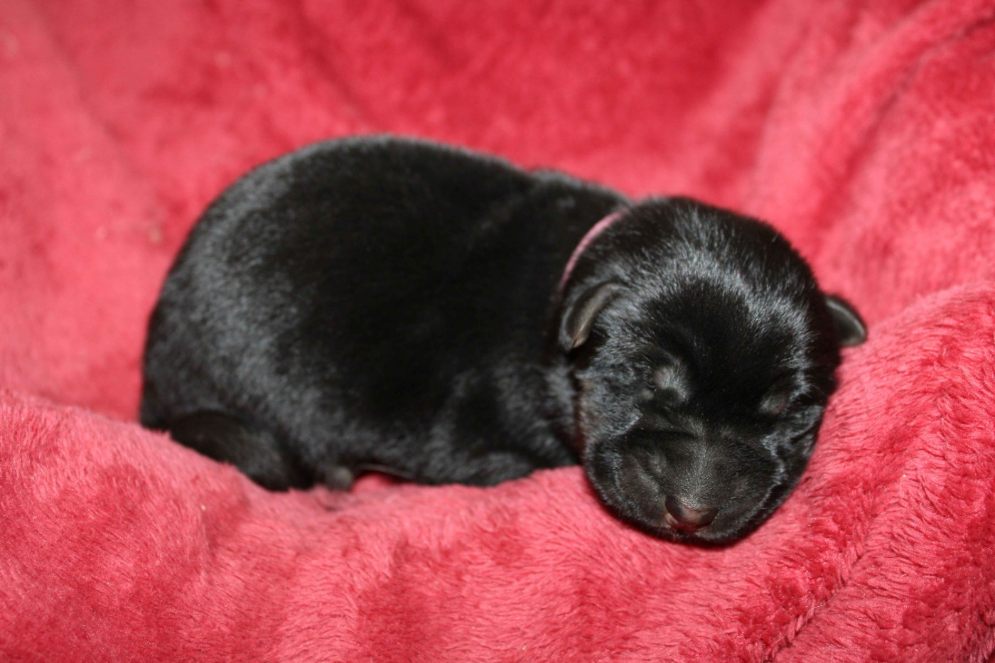 Du normont - Chiots disponibles - Berger Allemand