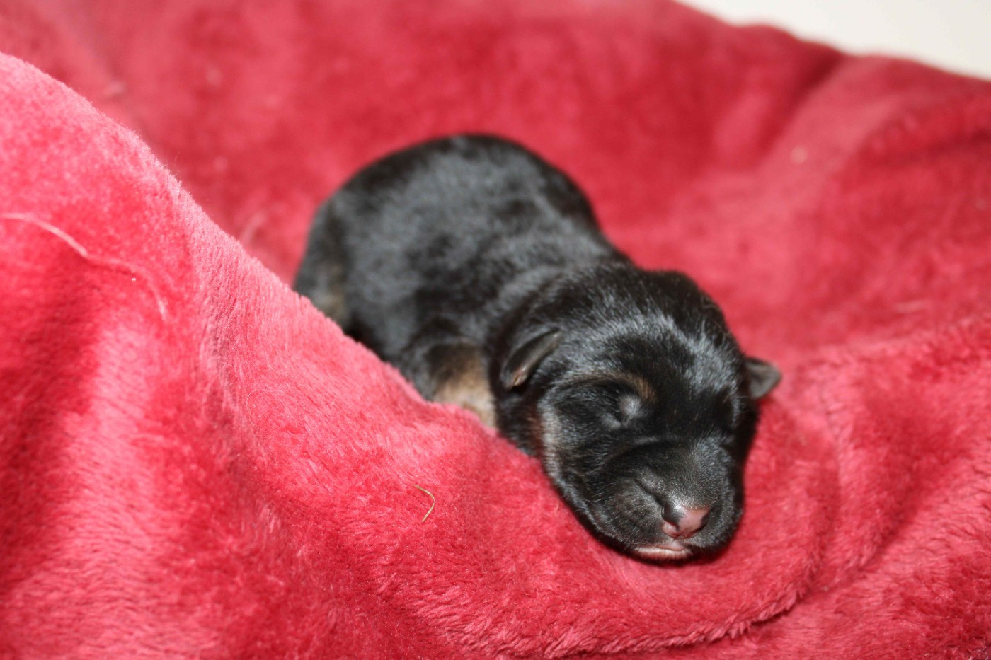 Du normont - Chiots disponibles - Berger Allemand