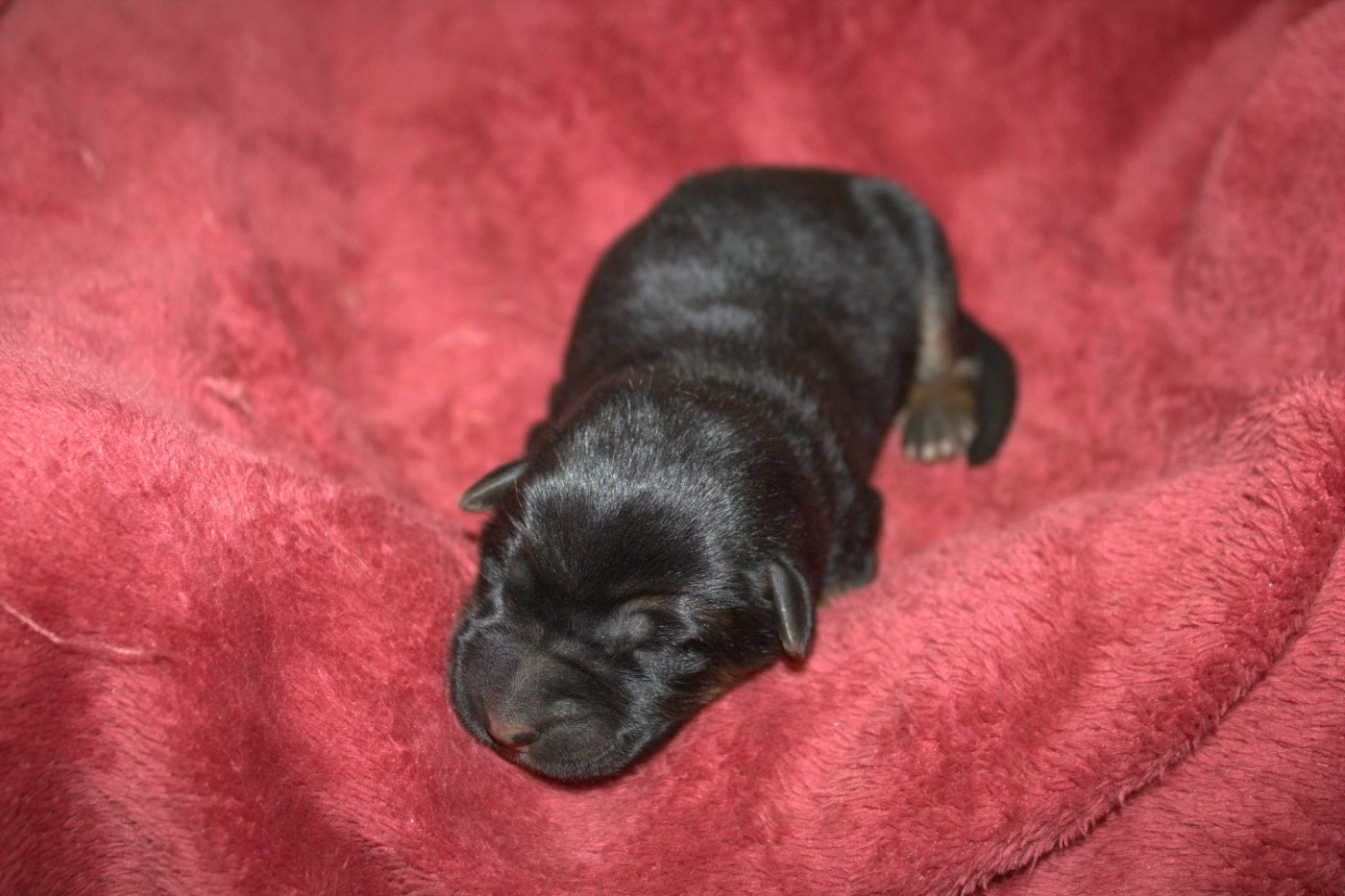 Du normont - Chiots disponibles - Berger Allemand