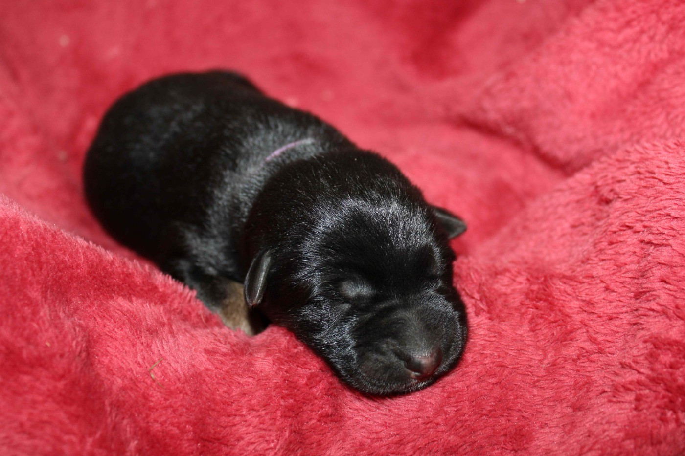 Du normont - Chiots disponibles - Berger Allemand