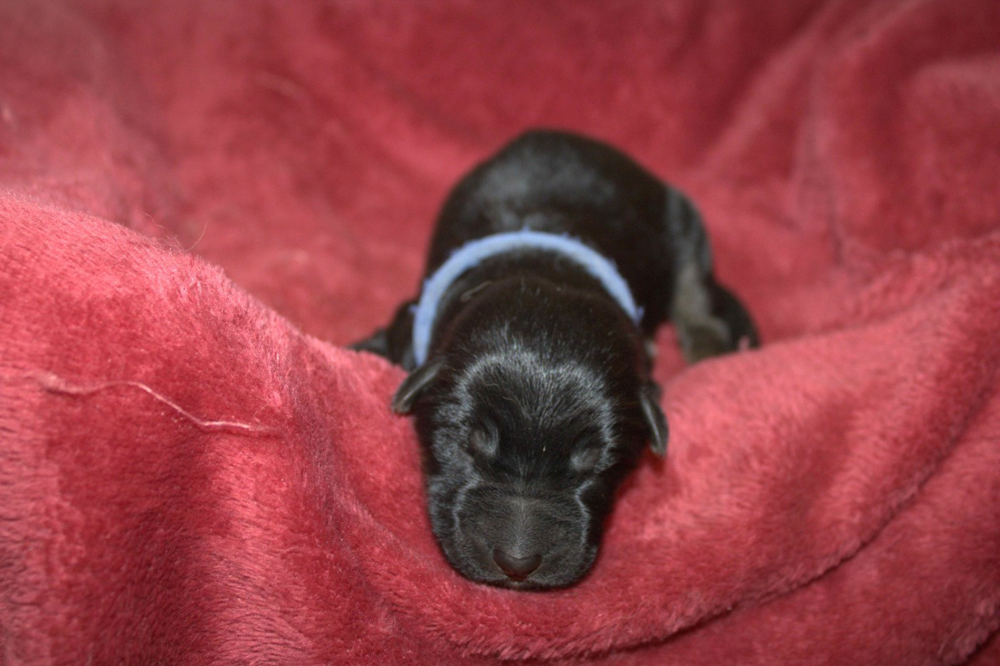Du normont - Chiots disponibles - Berger Allemand