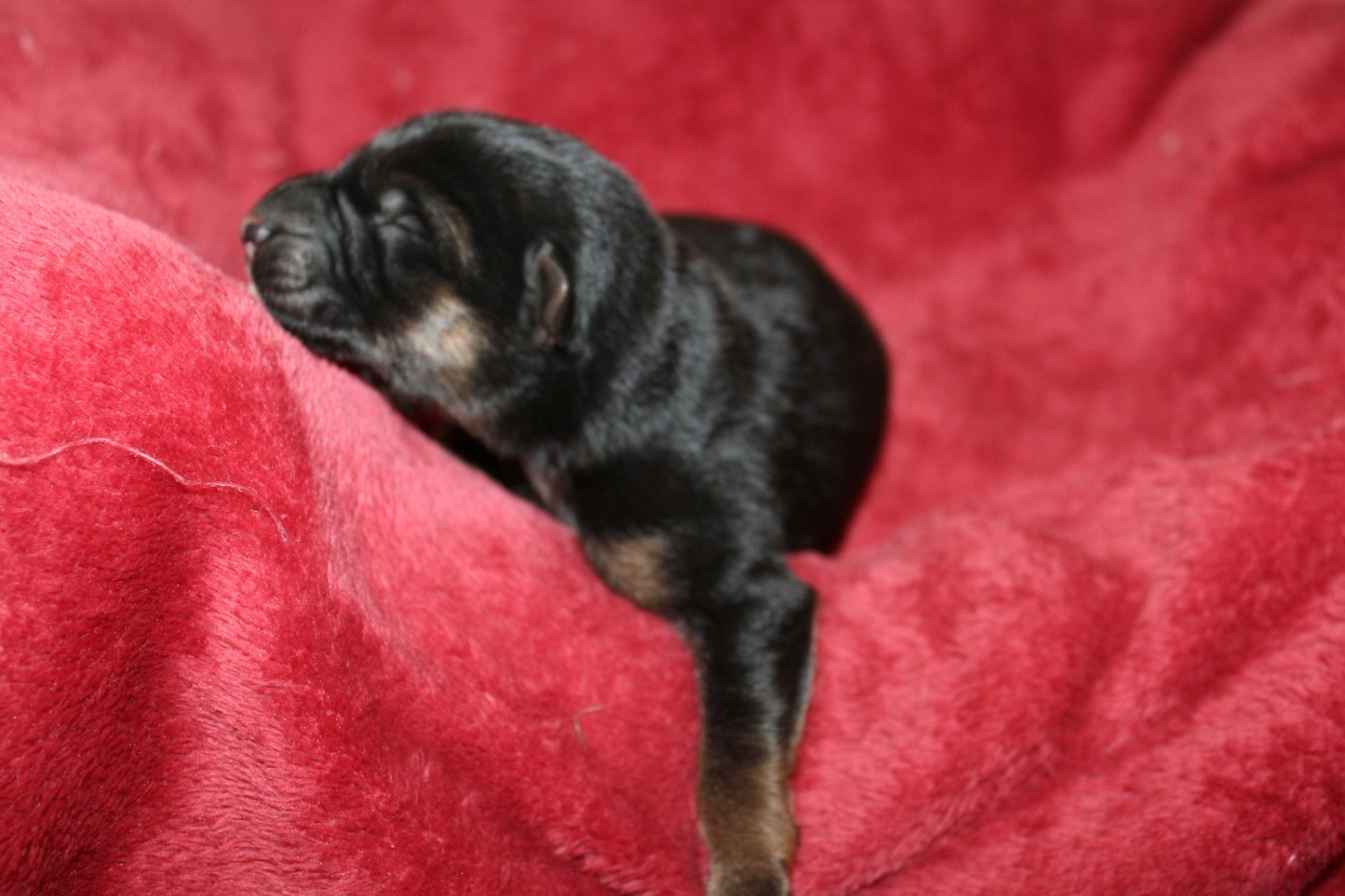 Du normont - Chiots disponibles - Berger Allemand