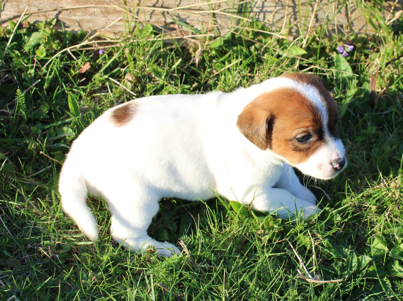 Du normont - Chiots disponibles - Jack Russell Terrier