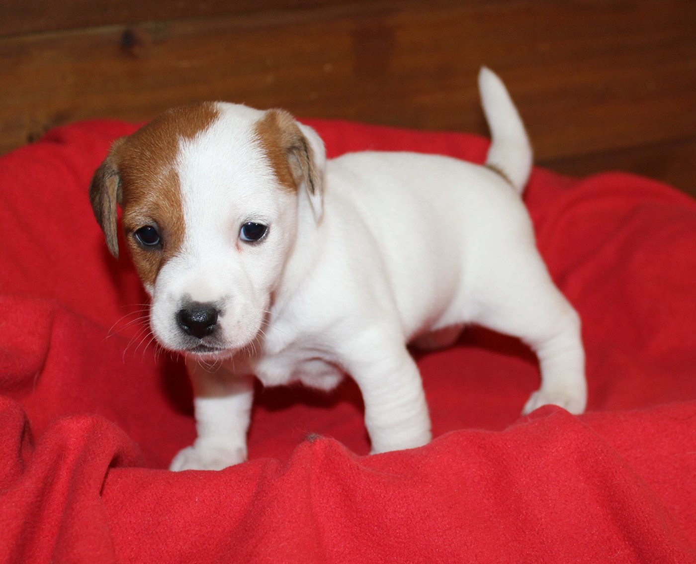 Du normont - Chiots disponibles - Jack Russell Terrier