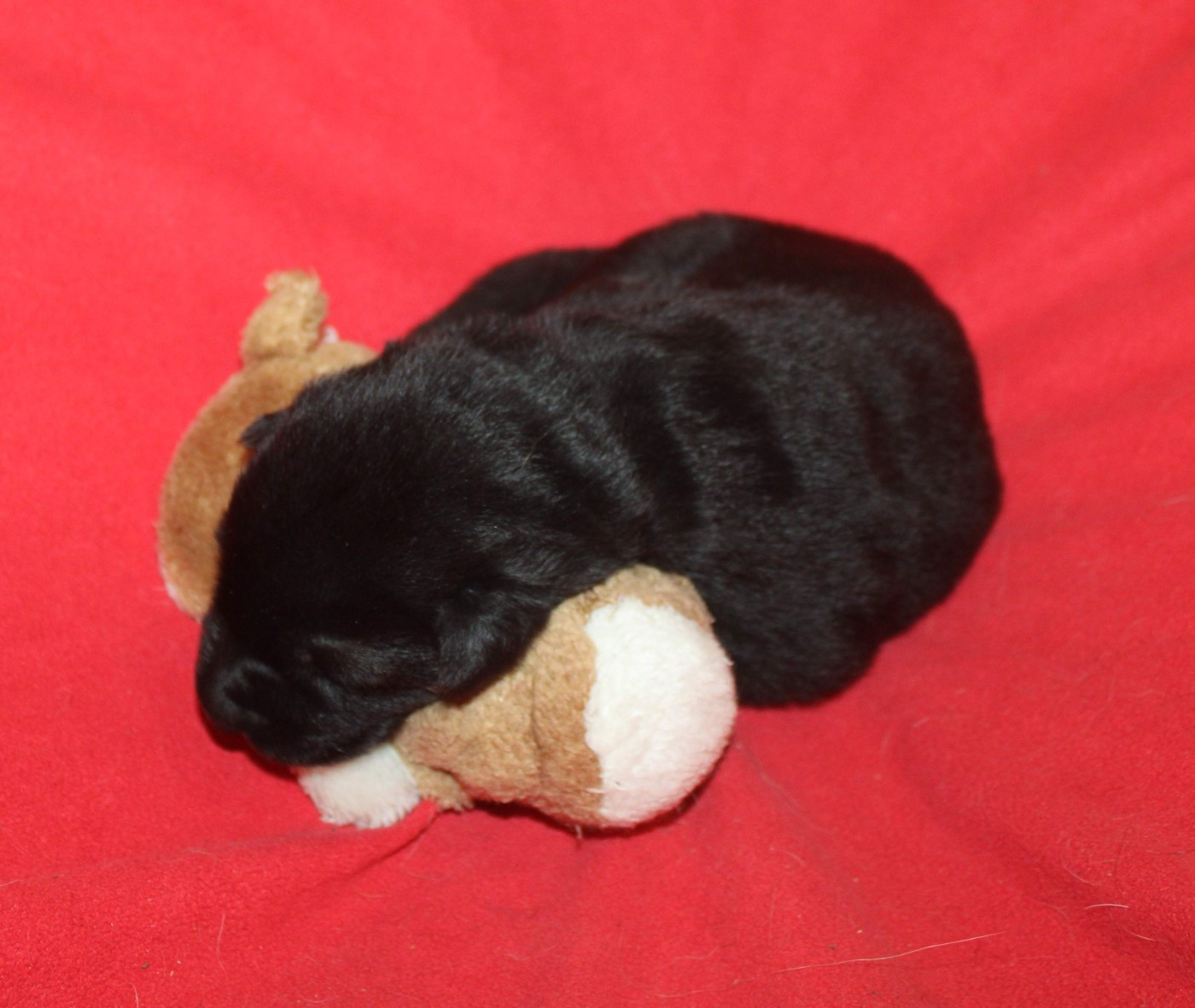 Du normont - Chiots disponibles - Berger Allemand