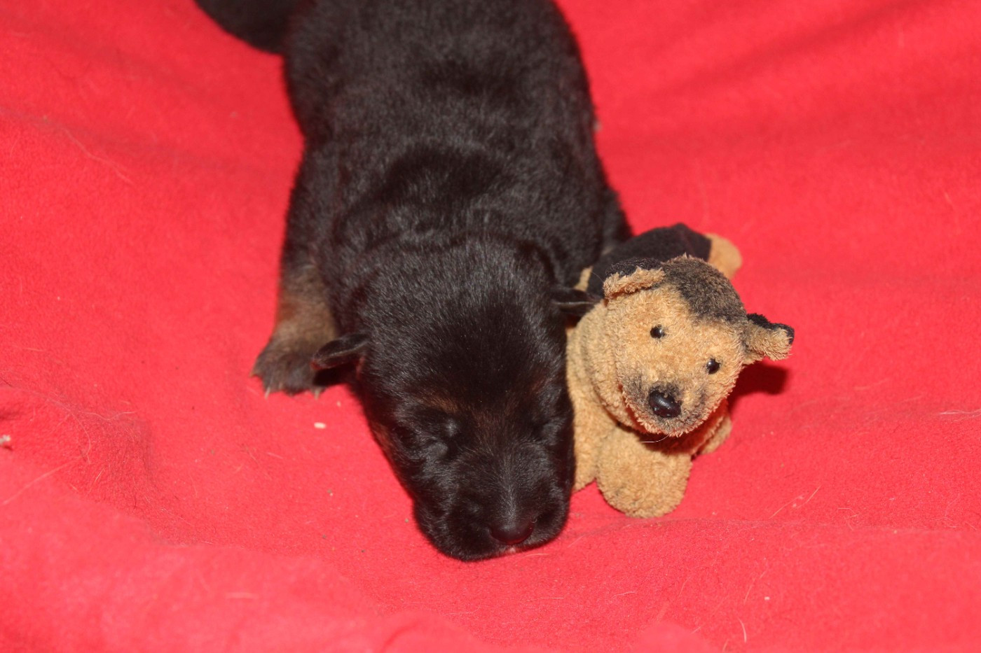 Du normont - Chiots disponibles - Berger Allemand