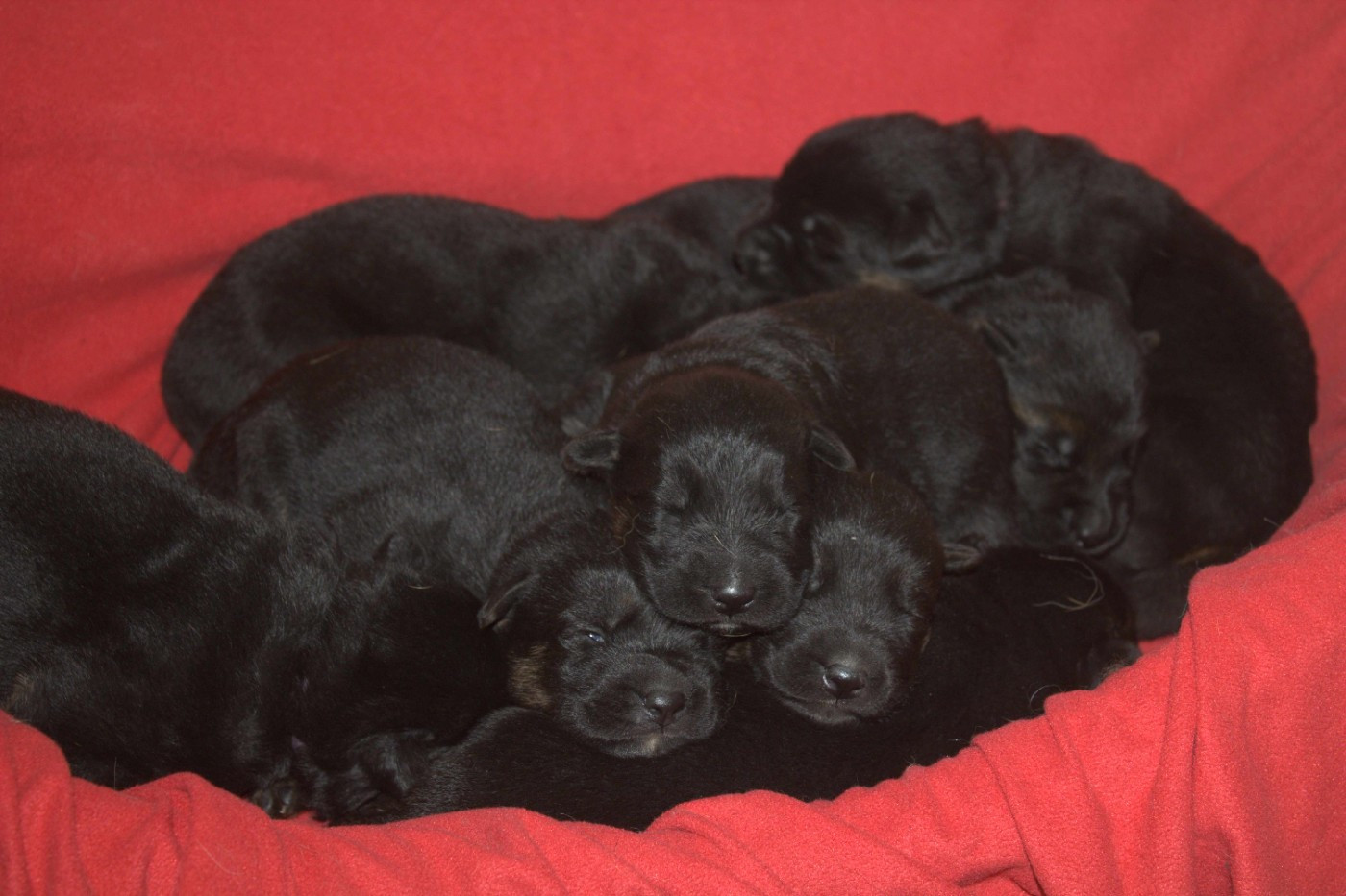 Chiot Berger Allemand Du normont