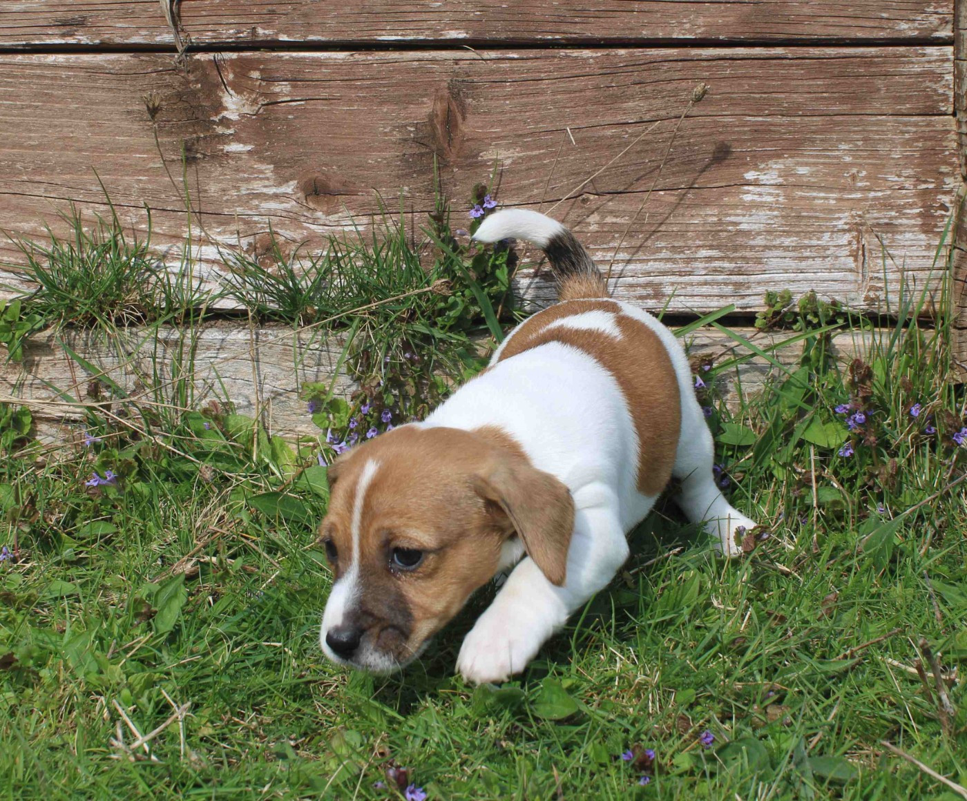 Du normont - Chiots disponibles - Jack Russell Terrier