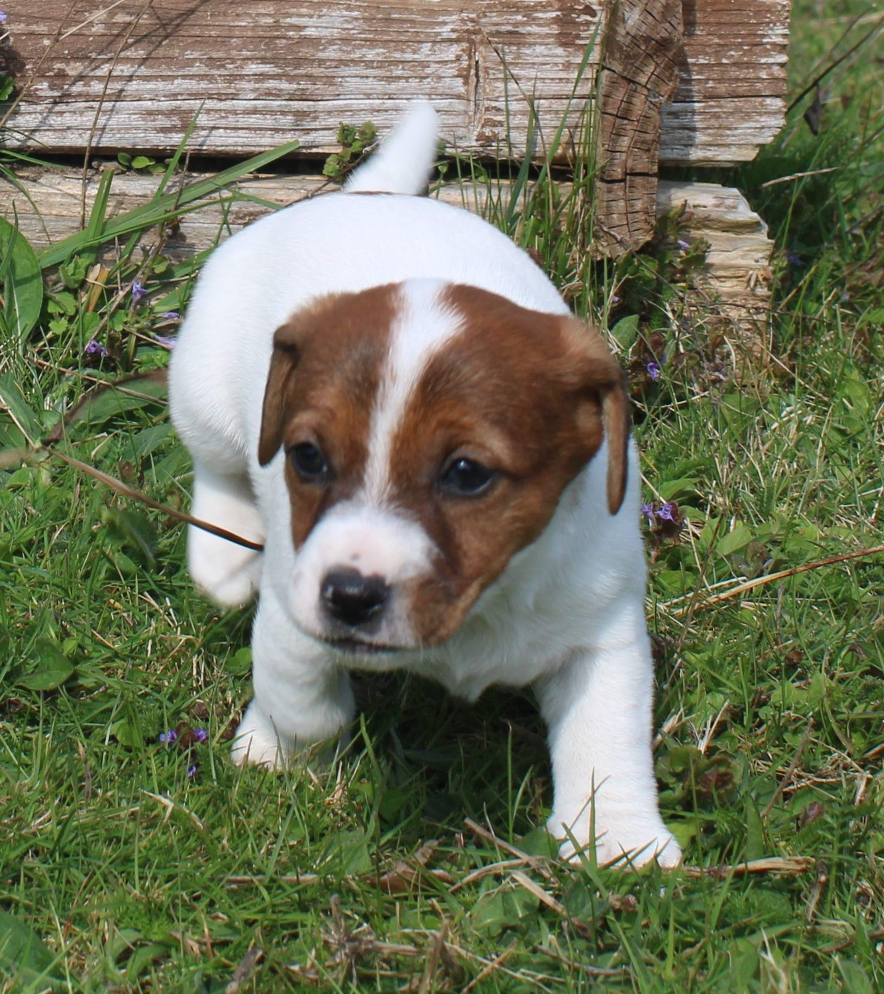 Du normont - Chiots disponibles - Jack Russell Terrier