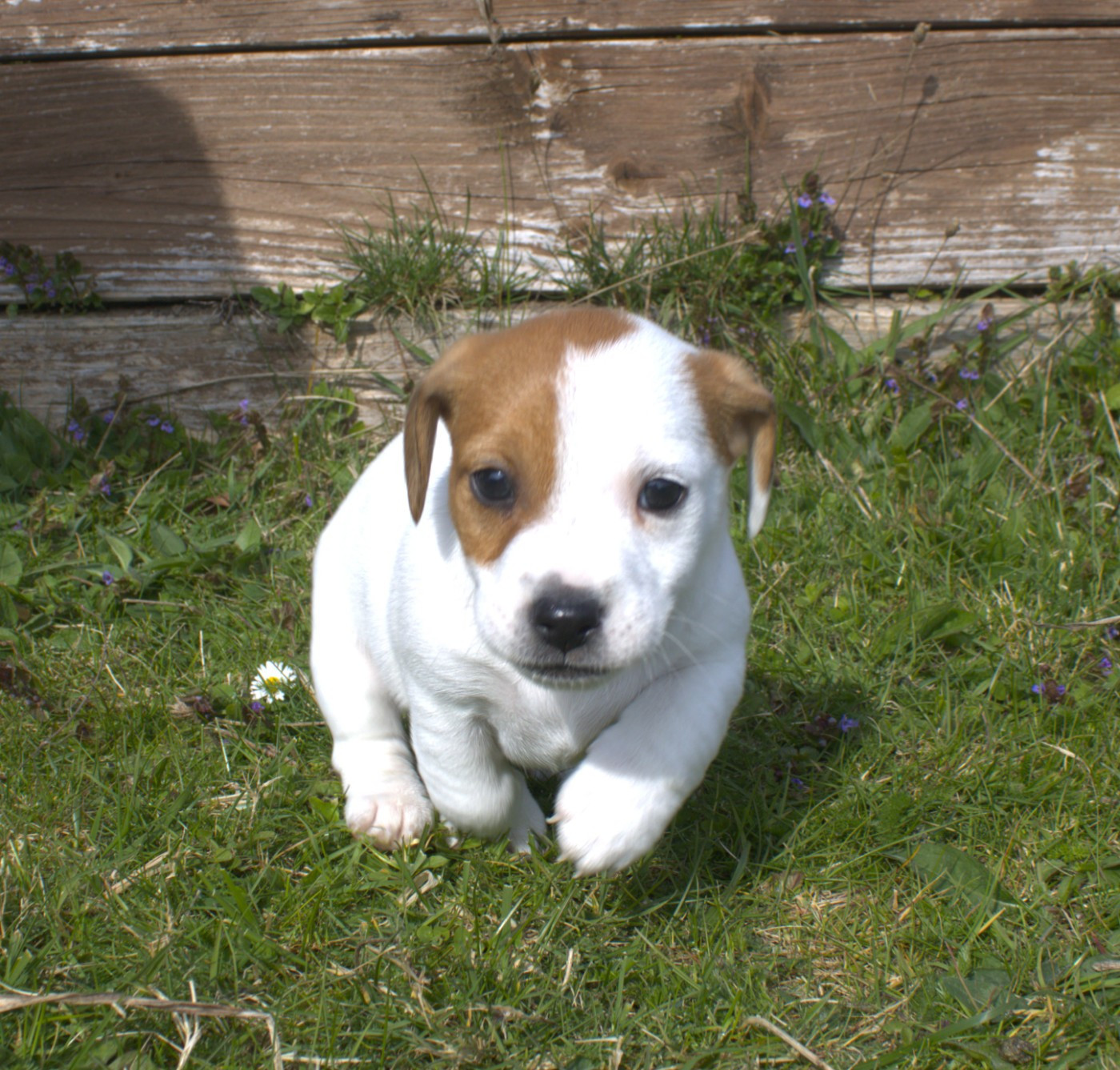 Du normont - Chiots disponibles - Jack Russell Terrier