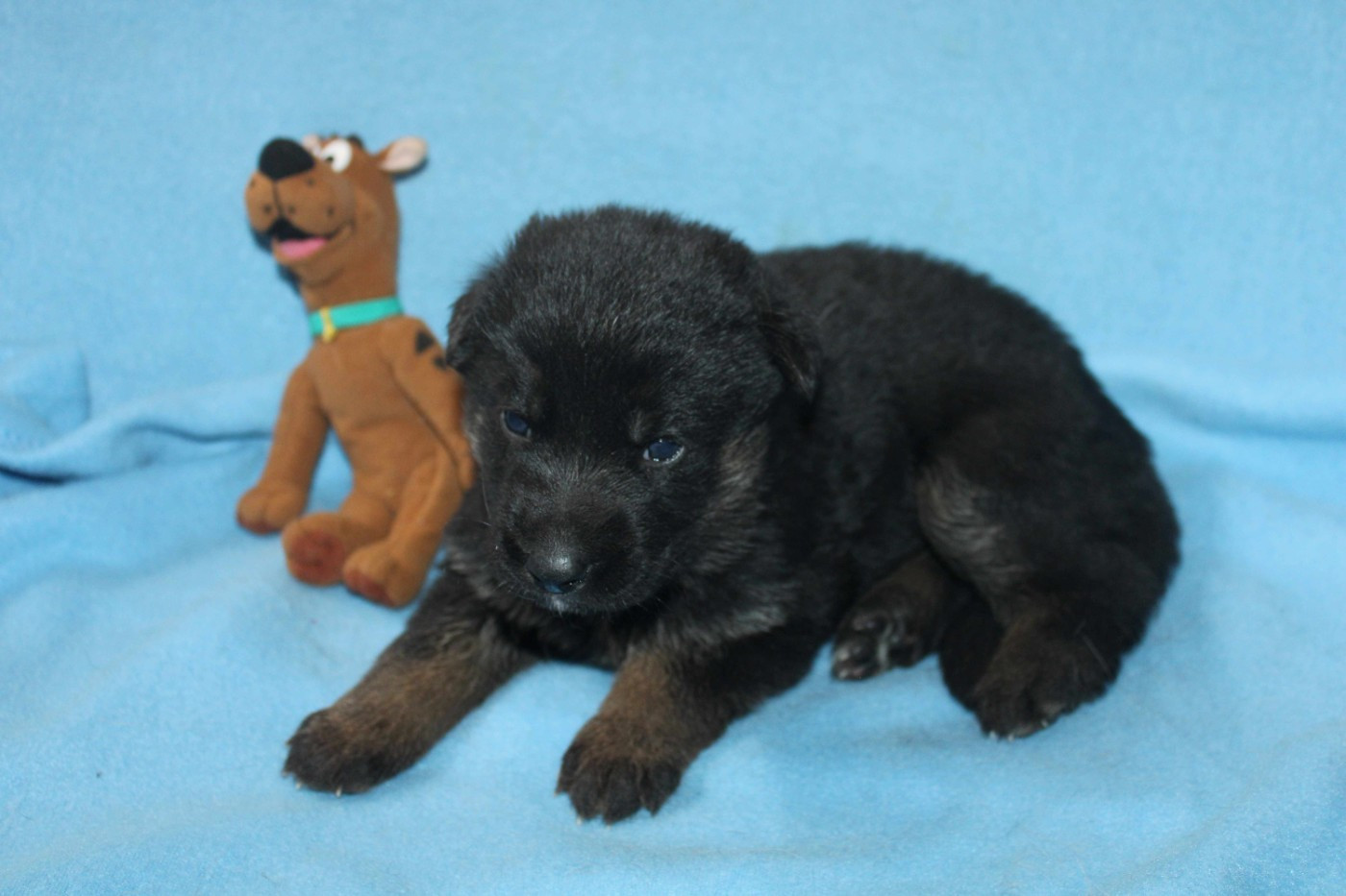 Du normont - Chiots disponibles - Berger Allemand