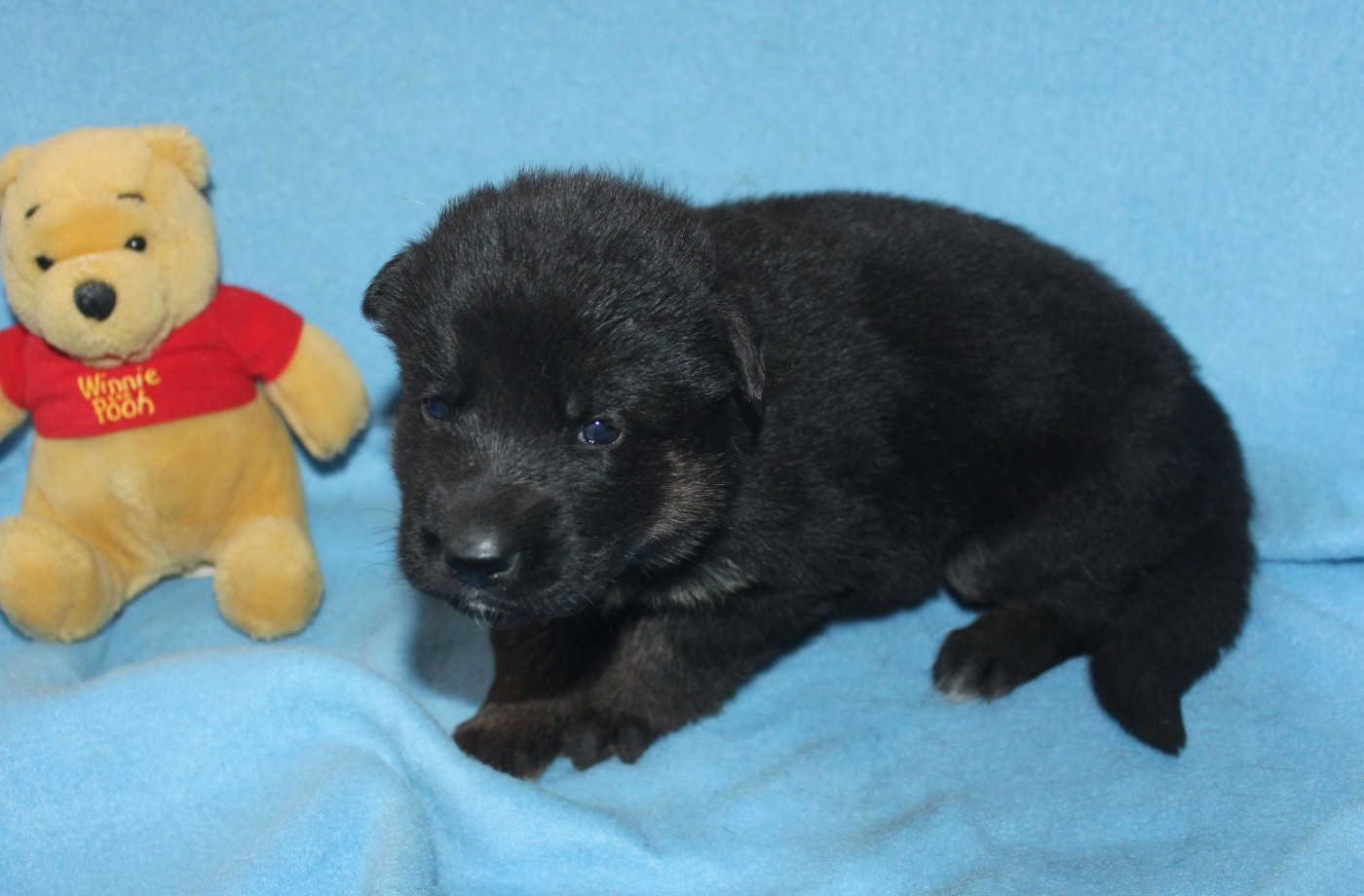 Du normont - Chiots disponibles - Berger Allemand