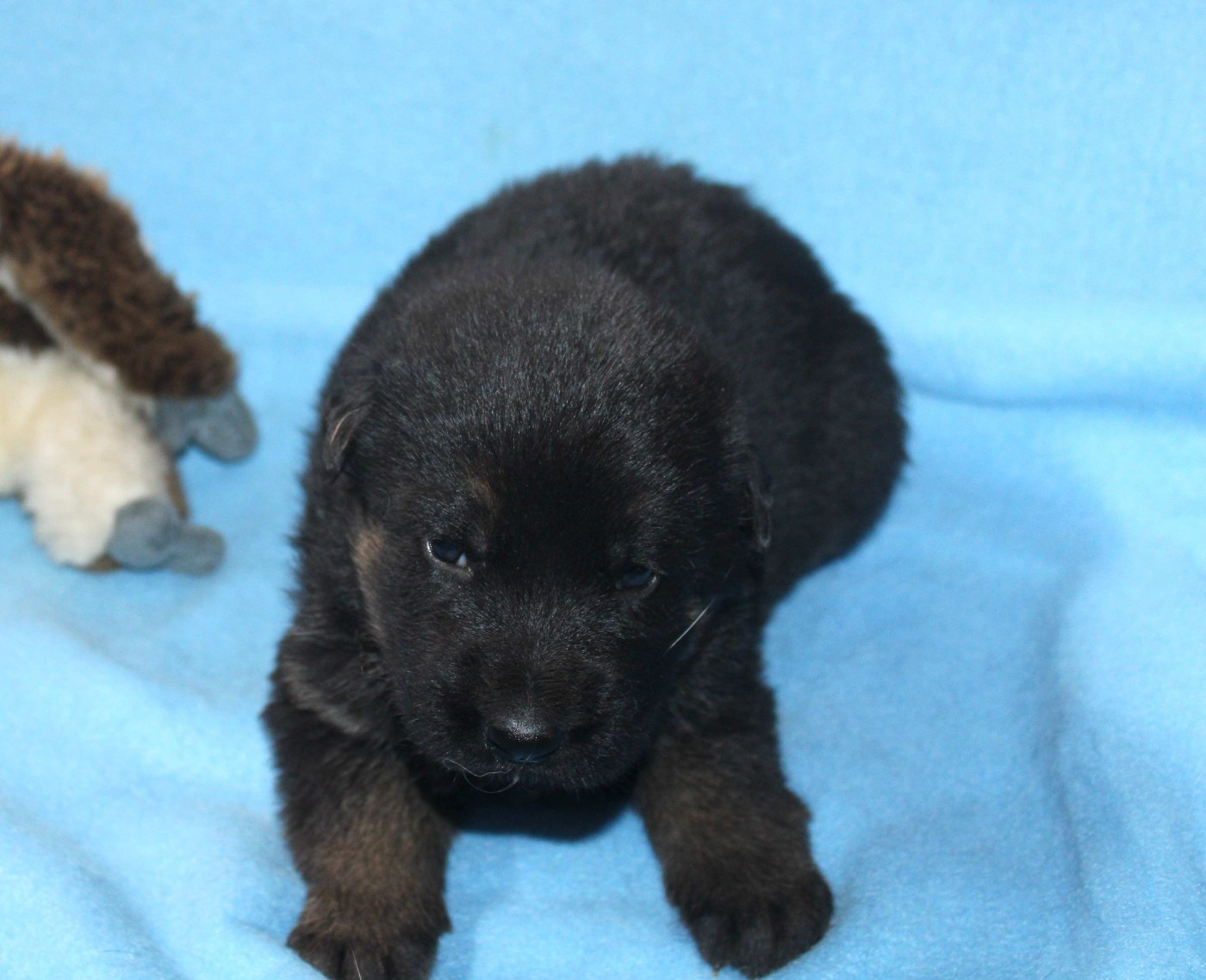 Du normont - Chiots disponibles - Berger Allemand