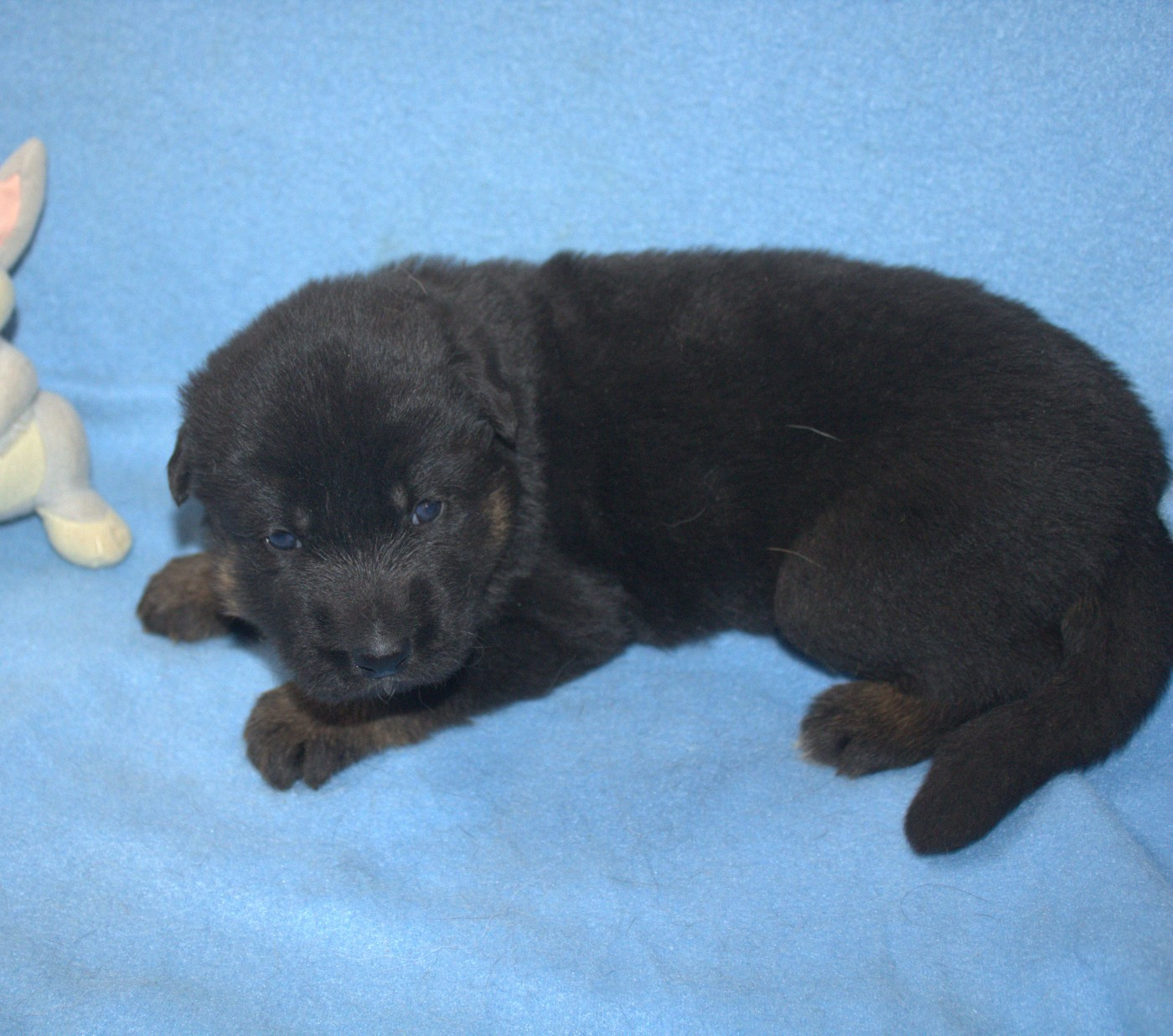 Du normont - Chiots disponibles - Berger Allemand