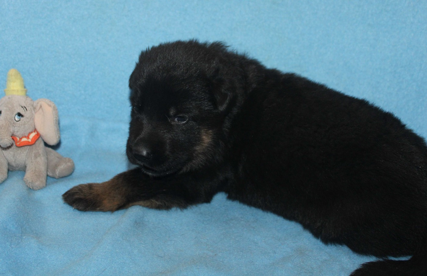 Du normont - Chiots disponibles - Berger Allemand