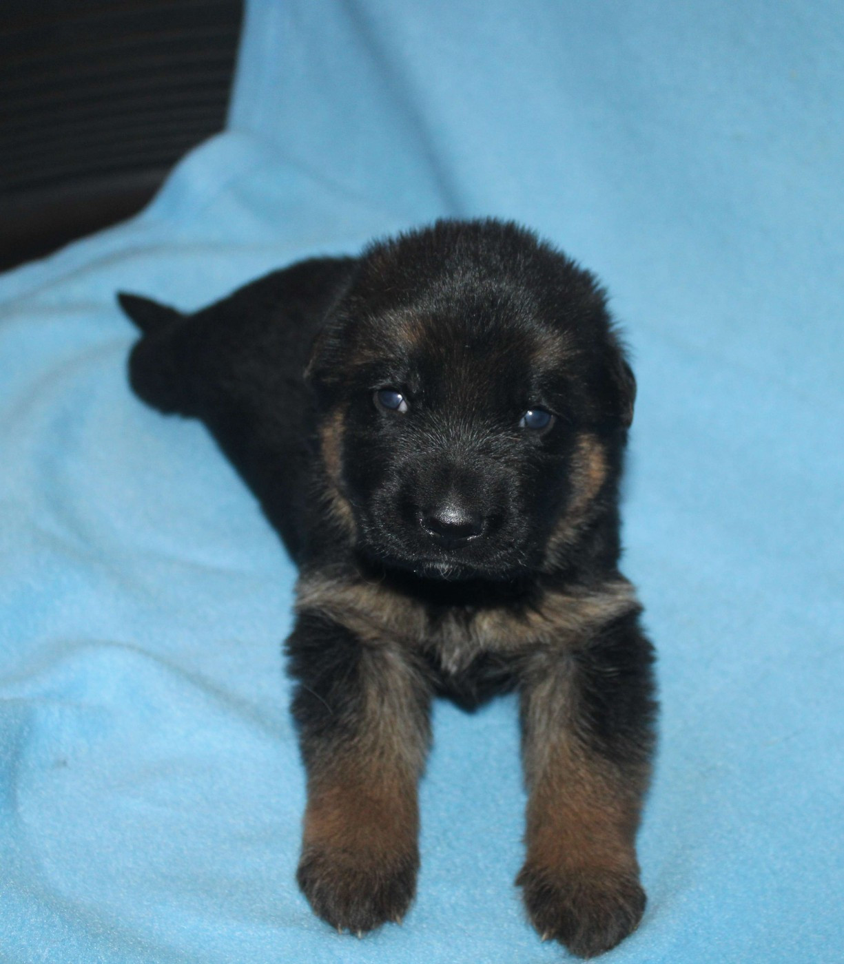 Du normont - Chiots disponibles - Berger Allemand
