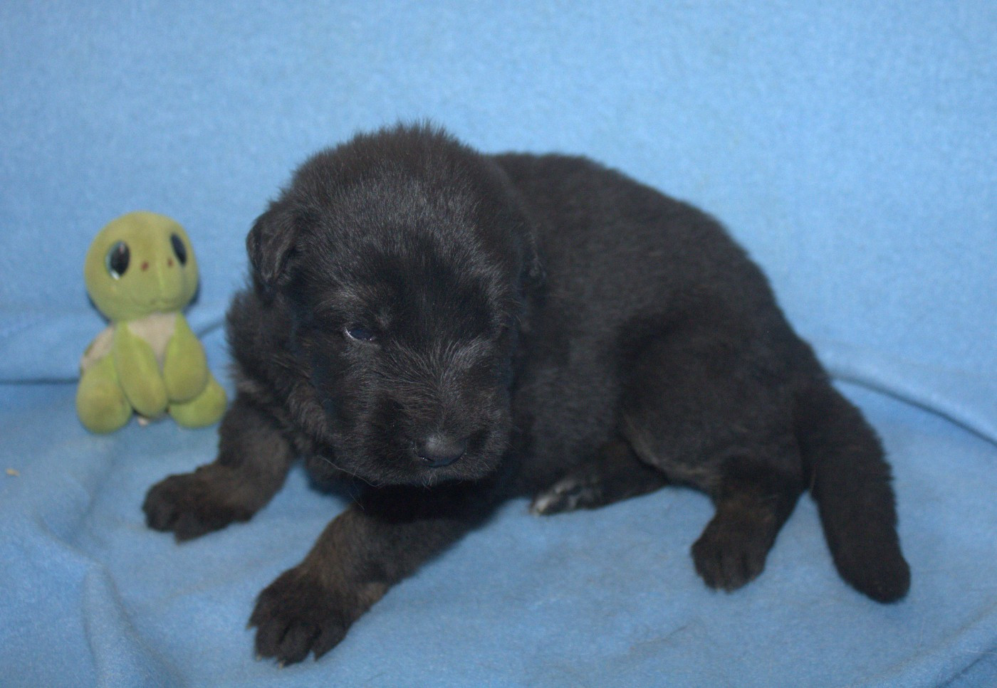 Du normont - Chiots disponibles - Berger Allemand