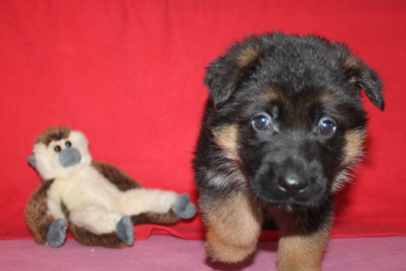 Du normont - Chiots disponibles - Berger Allemand