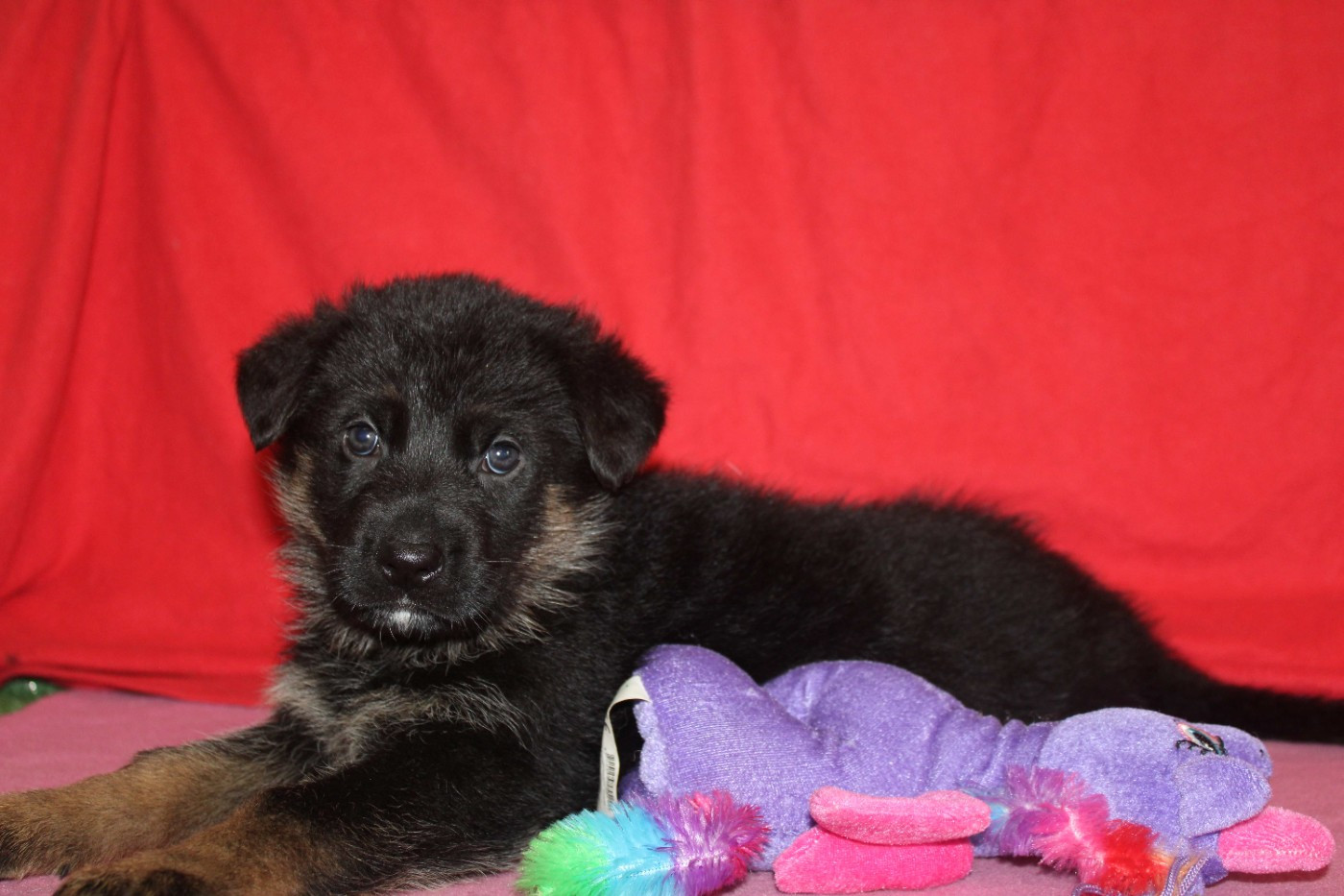 Du normont - Chiots disponibles - Berger Allemand