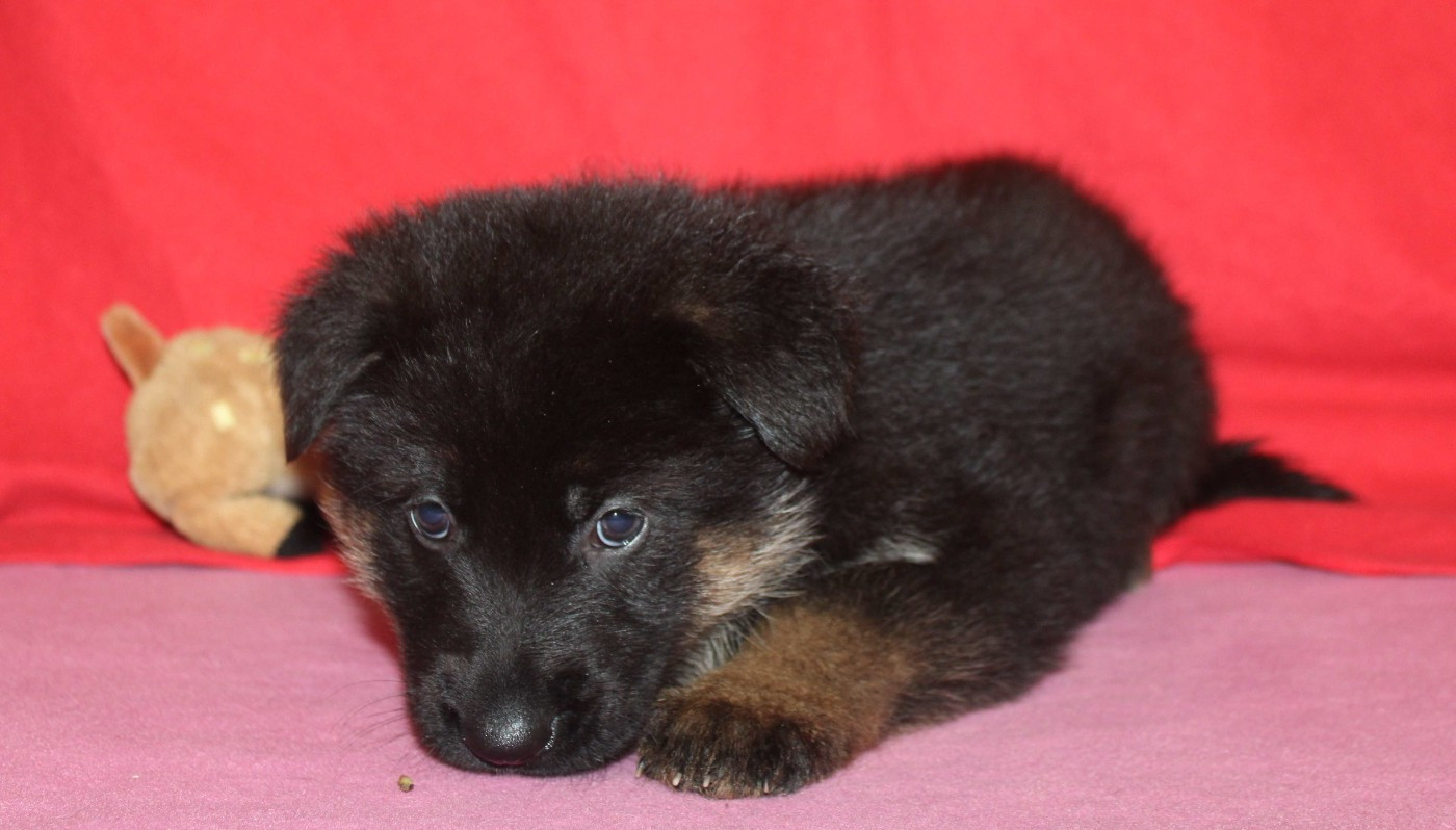 Du normont - Chiots disponibles - Berger Allemand